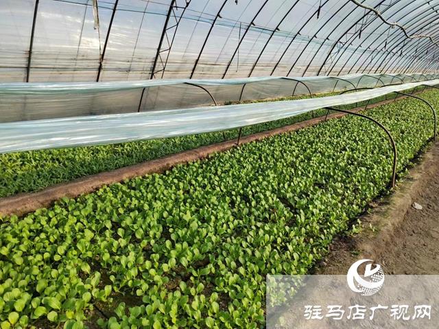市城乡一体化示范区刘阁街道:特色种植拓宽村民致富路