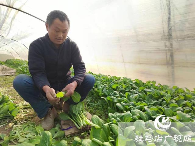 市城乡一体化示范区刘阁街道:特色种植拓宽村民致富路